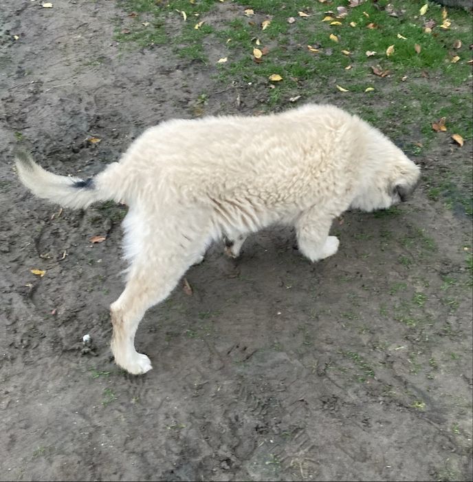 Ofer spre adoptie catel,varsta 3 luni