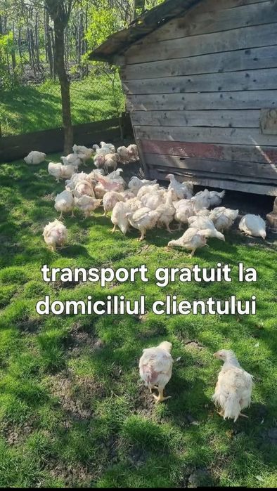 Vând puii de carne și de ouă cu livrare gratuita la Domiciliu pentru d