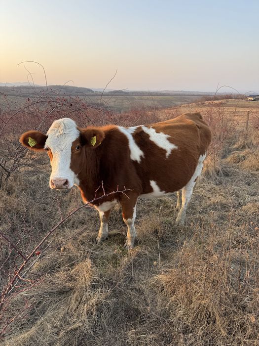 Vaca de vanzare.    .