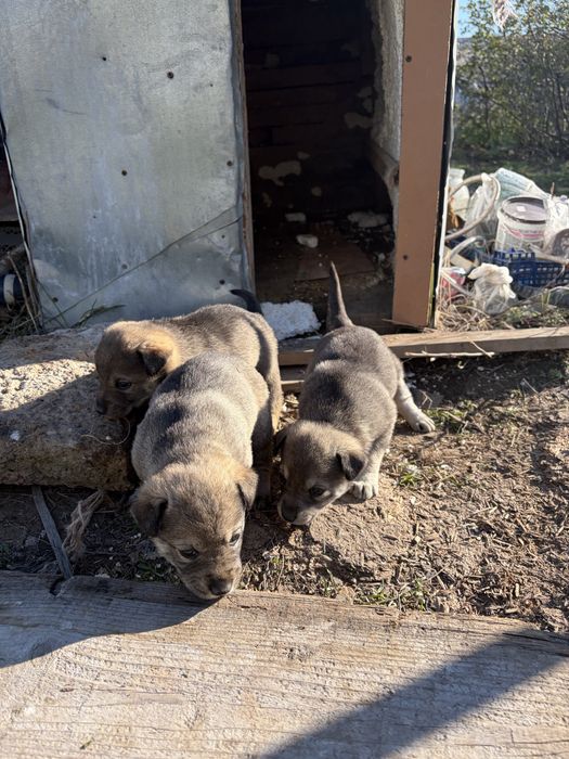 Отдам щенков в добрые руки бесплатно (девочки)