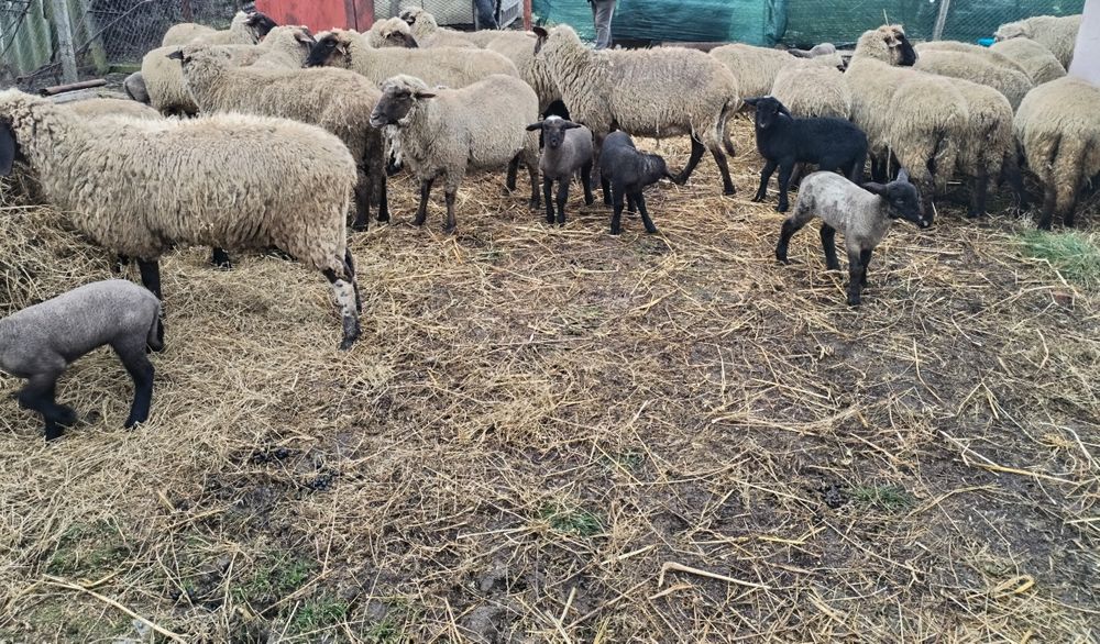 Oi carabasa romaneasca/Miei, oi carabase