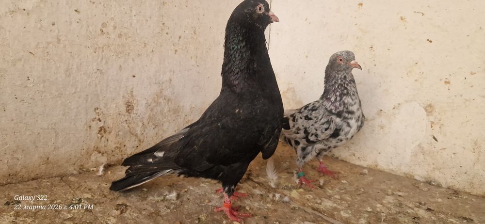 Челкари пара готовая.