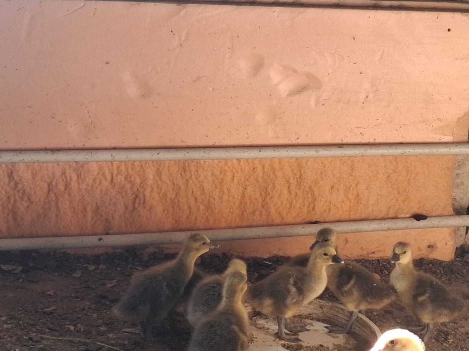 продаю недельных гусят