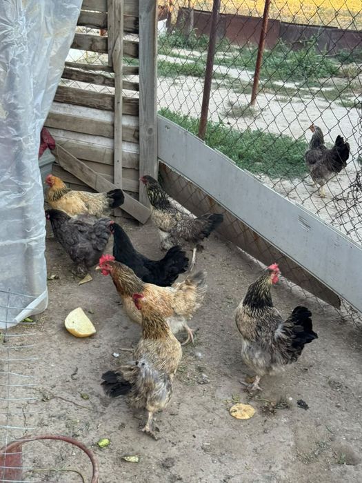 Продам молодых кур-несушек