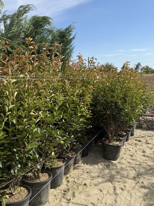 Vand photinia red robin calitate superioara
