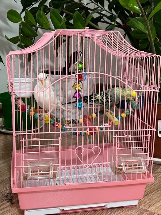 Продам волнистых попугайчиков