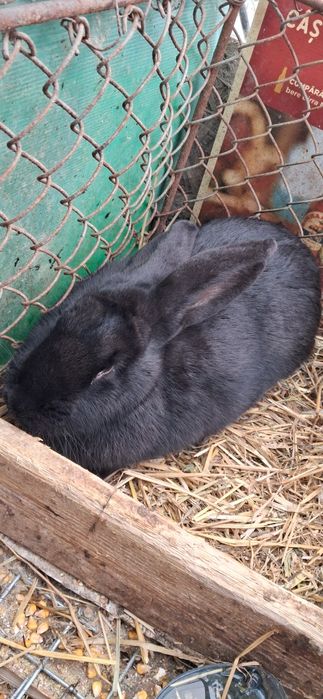 Iepuroaică de vânzare preț negociabil