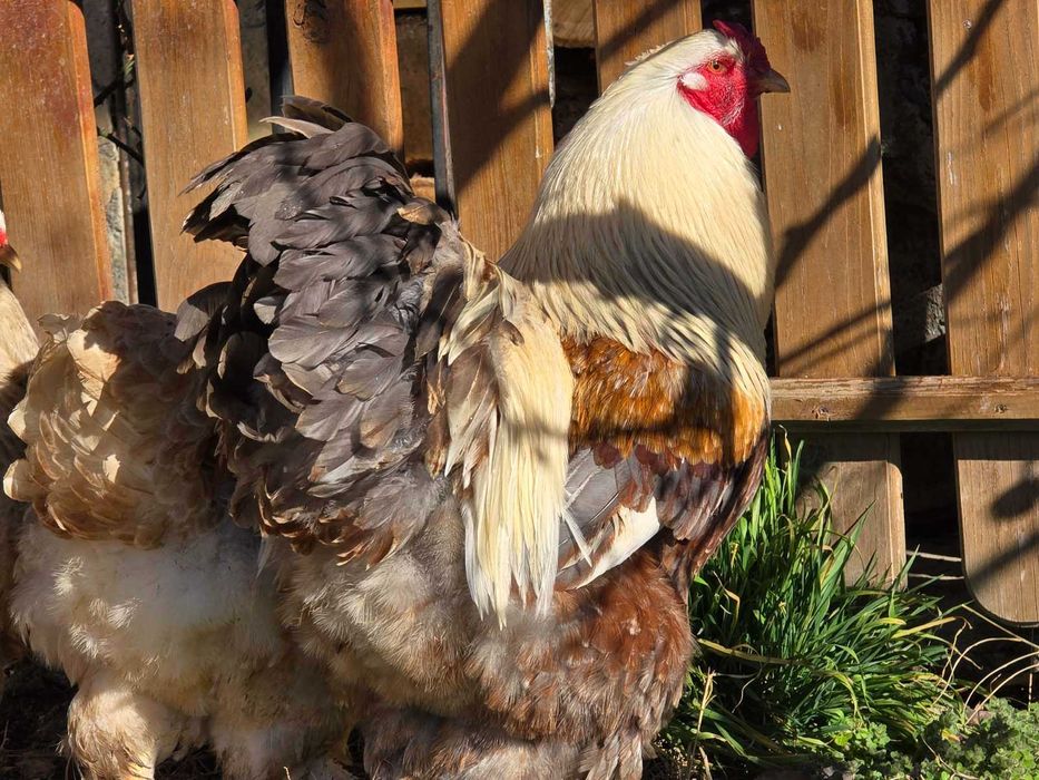 Продавам разплодни яйца от Сьомгова брама [Salmon Brahma]