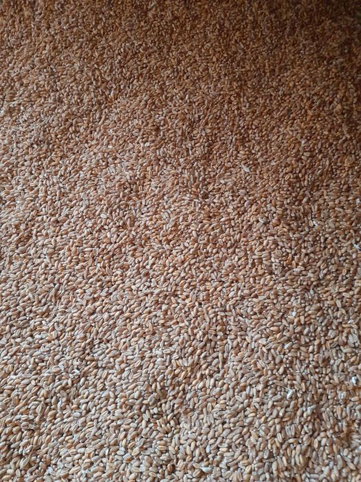 Grâu de panificație