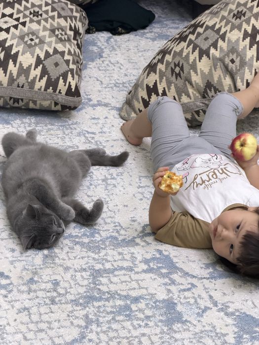 Котята британки продаются