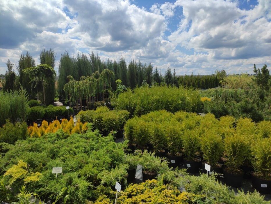 Услуга садовник всех направление зелёным сфере