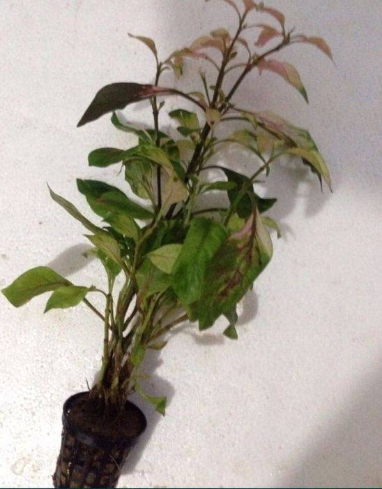 Plante fără co2       .