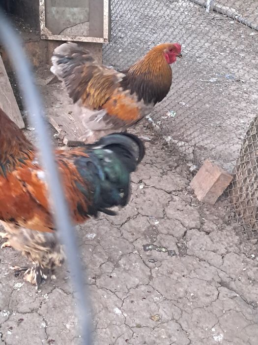 Cocoși Brahma  de vanzare