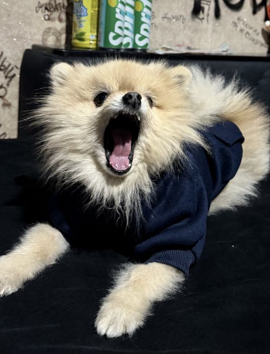 Продам немецкого шпица