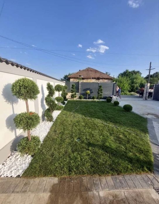Vând gazon rulou și montez am și plante ornamentale