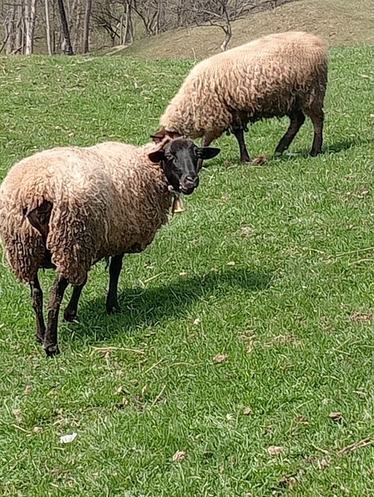 Cine dorește oi suffolk