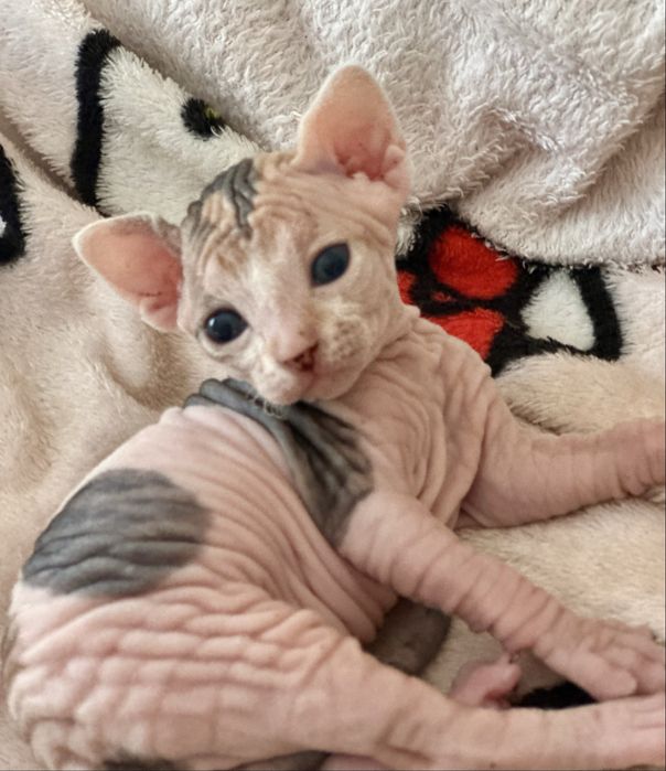 Котята канадского сфинкса