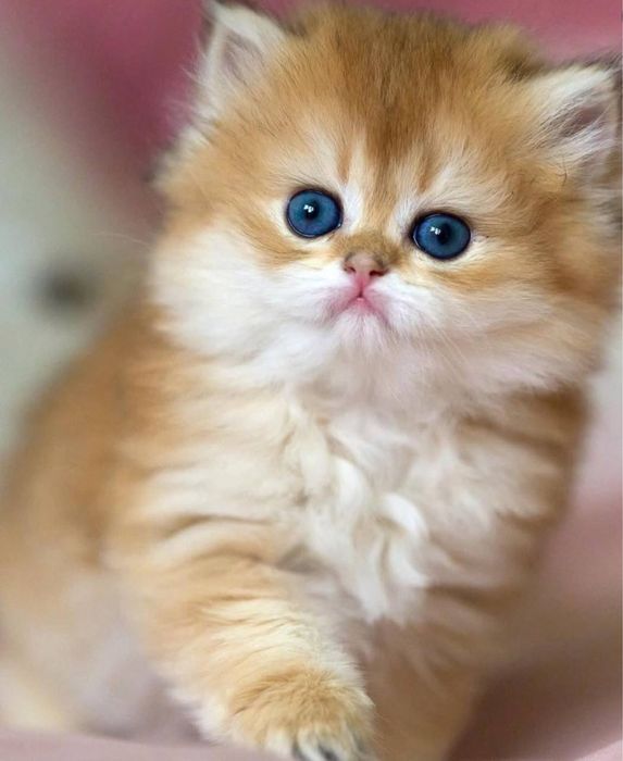 Bir yosh mushuk beka