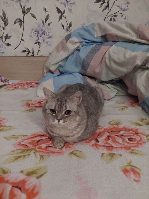 Пропал домашний кот