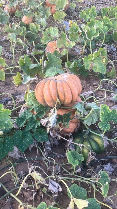 Продам домашнюю тыкву
