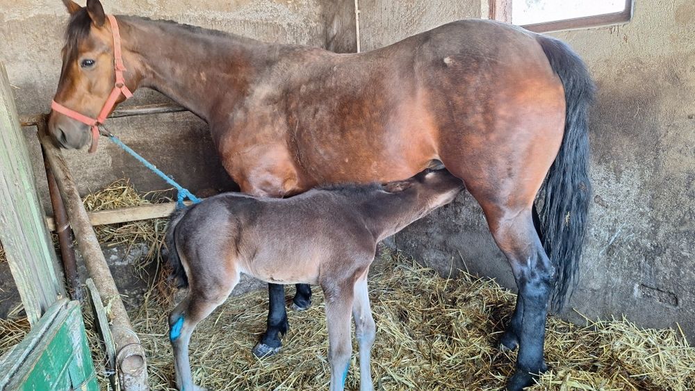 Vand iapa trapasa fatata