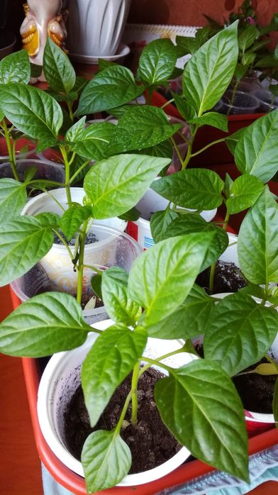 Рассада томатов, перца, огурцов, баклажан