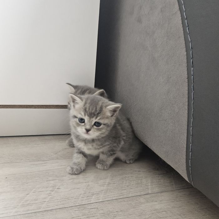 продам котят шатландцы