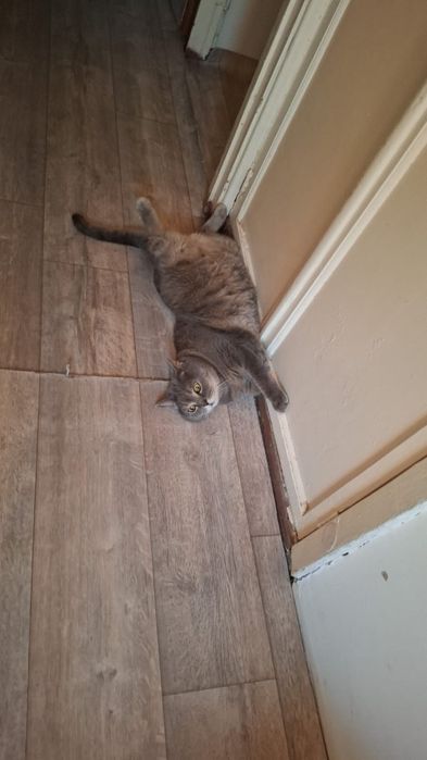 Отдам кота в хорошие руки