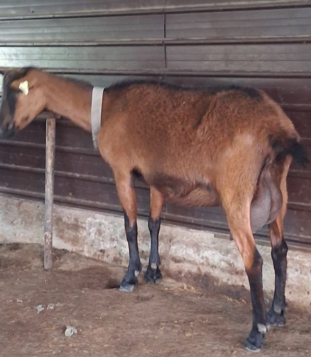 Vând 5capre Alpin francez