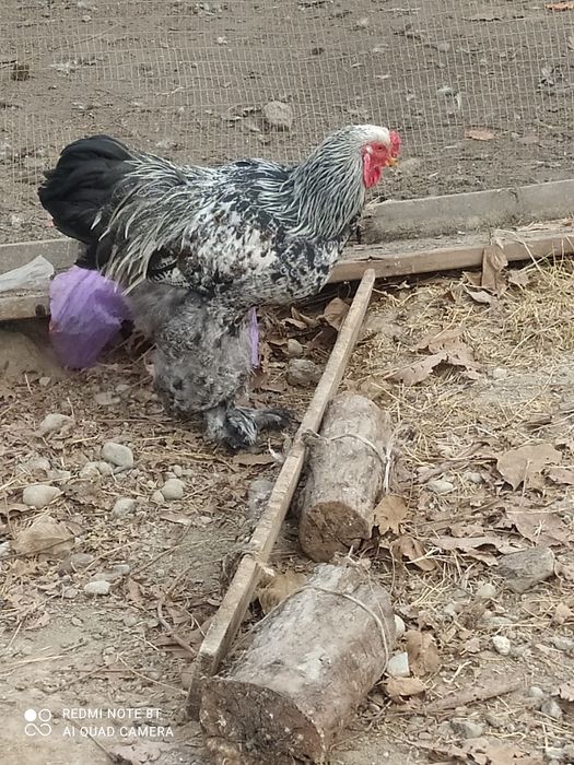 Brama xorozi sotiladi