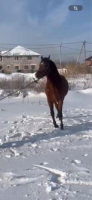 Англ Араб 4 жасар