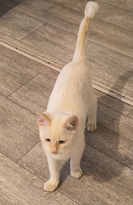 Отдам котенка в добрые руки