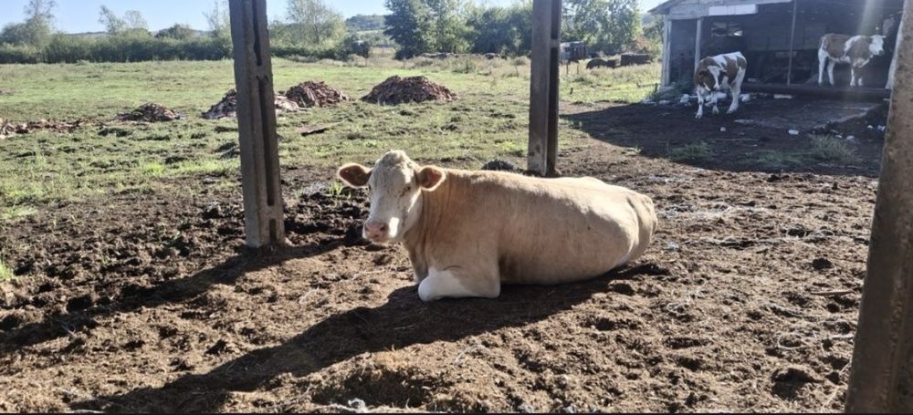 Vând vaci bălțate