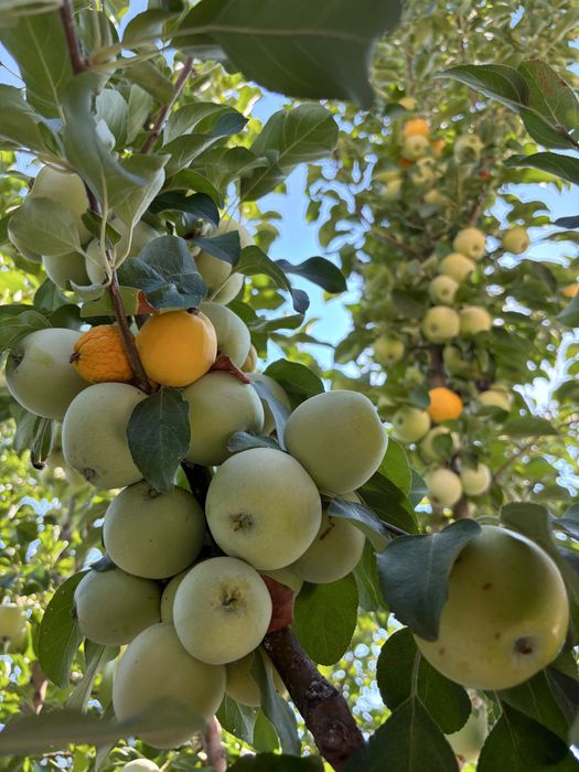 Продам дом в поселке Конырат