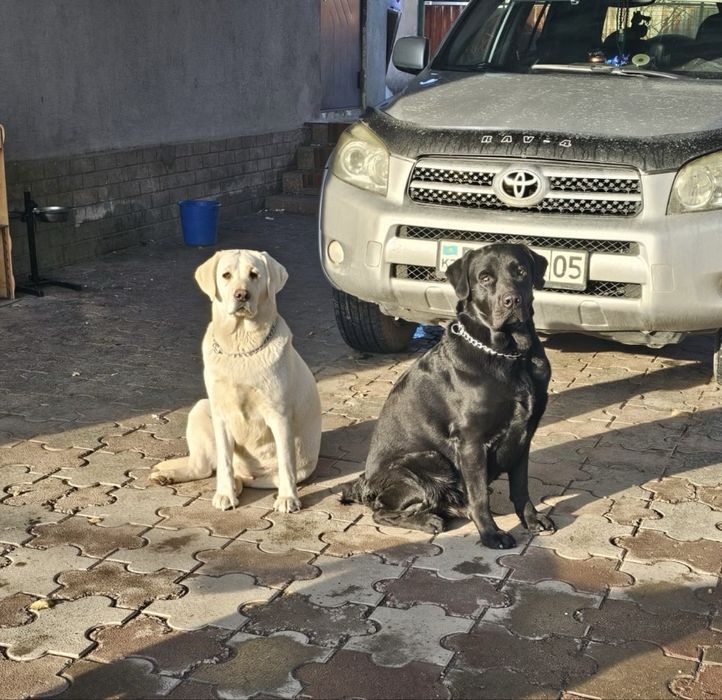 Верный друг лабрадор щенки