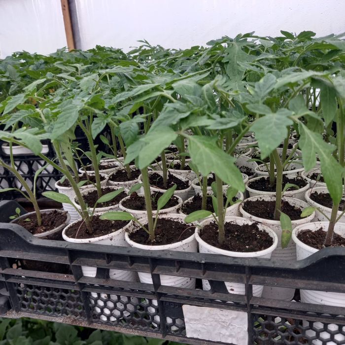 Продам рассаду из проффсемян