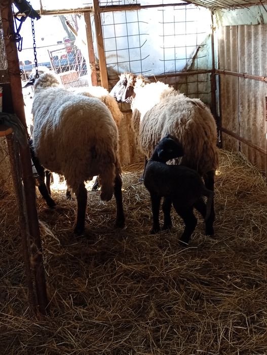 Vând 5 oi și 1 berbec,carabașă de Teleorman