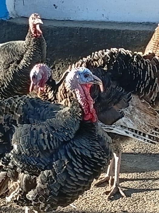 Продам   самец   индюка