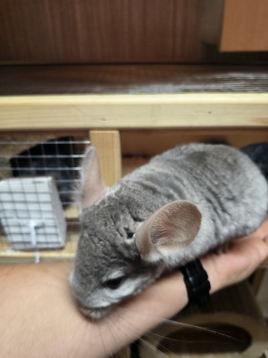 Шиншиллы, мальчики