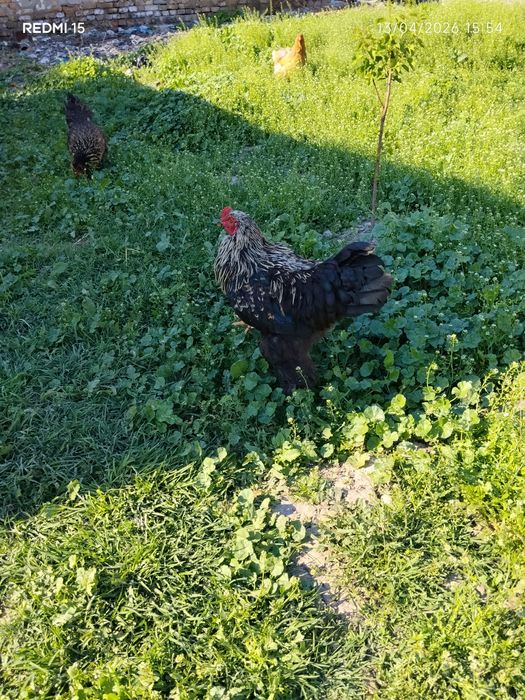 Uy tovuq xoʻrozlari