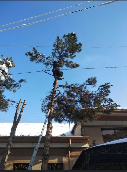 Benzapila xizmati qurigan daraxt osilgan shoxlarn kesish