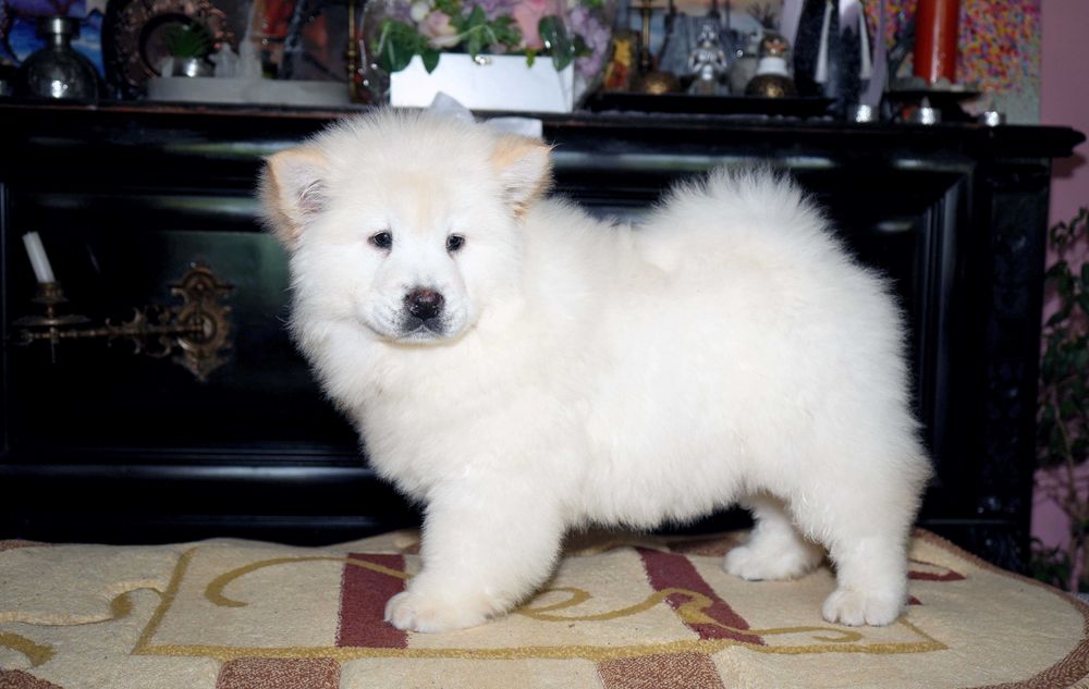 Pui Chow Chow superb