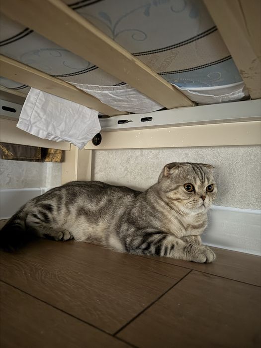 Кот вислоухая шиншилла