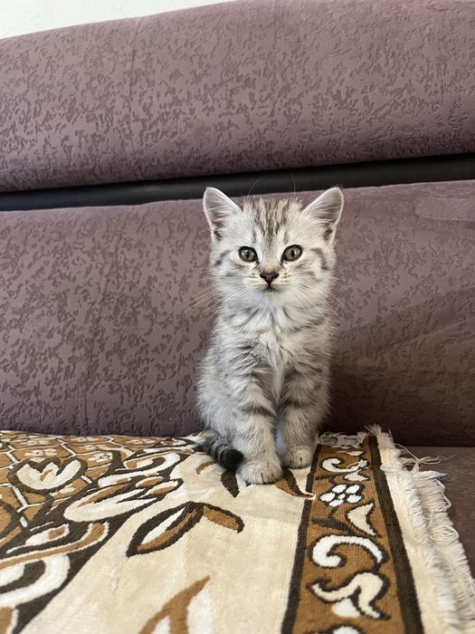Отдам котят (девочки)