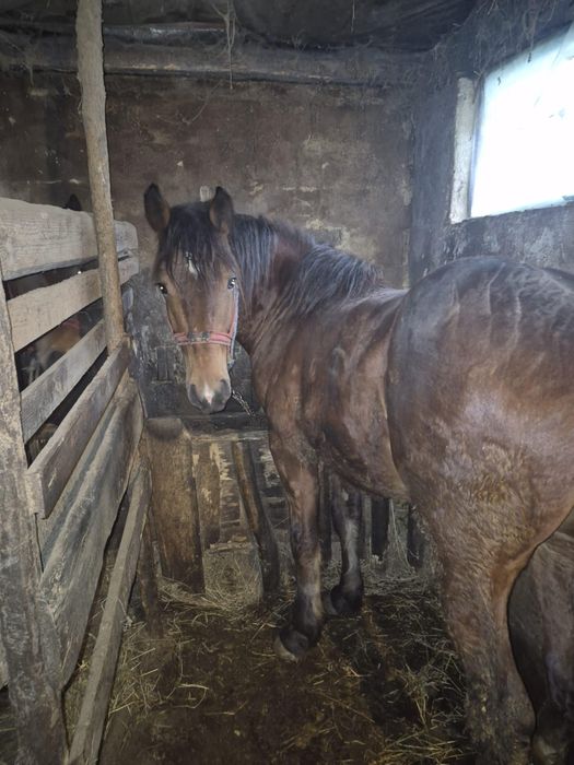 De vânzare  un cal..