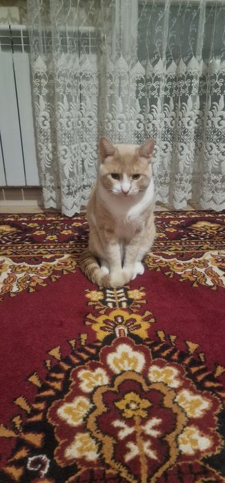 Отдам кота бесплатно