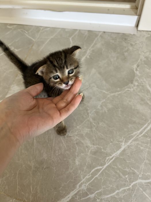 Котенки в добрые руки