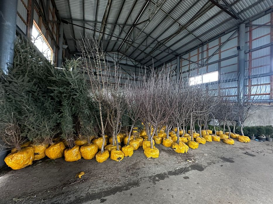 Тополь пирамидальный