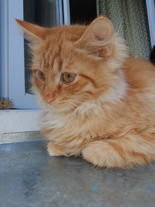 Отдам даром срочно