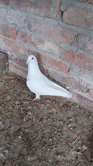 Vând masculi voiajori